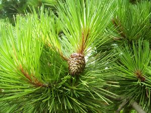 use pine essential oil for natural cleaning